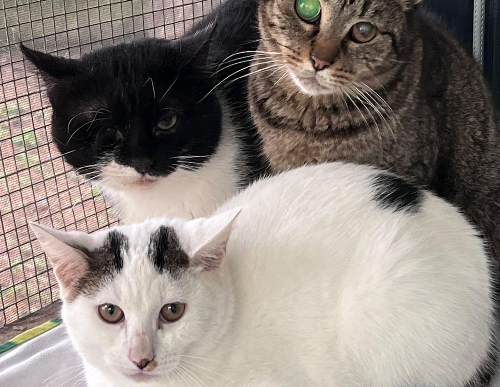 E&rsquo; emergenza gatti avvelenati