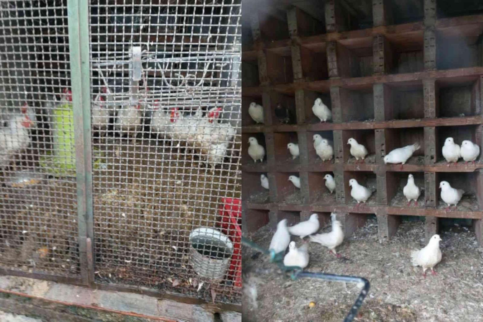 130 volatili maltrattati, scatta l'appello per salvarli