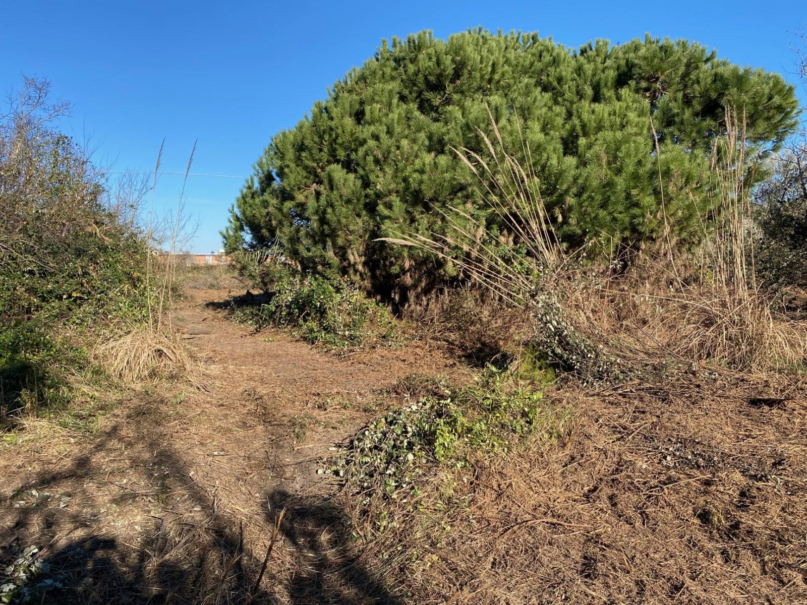 Al via i lavori di recupero del verde del Forte San Felice