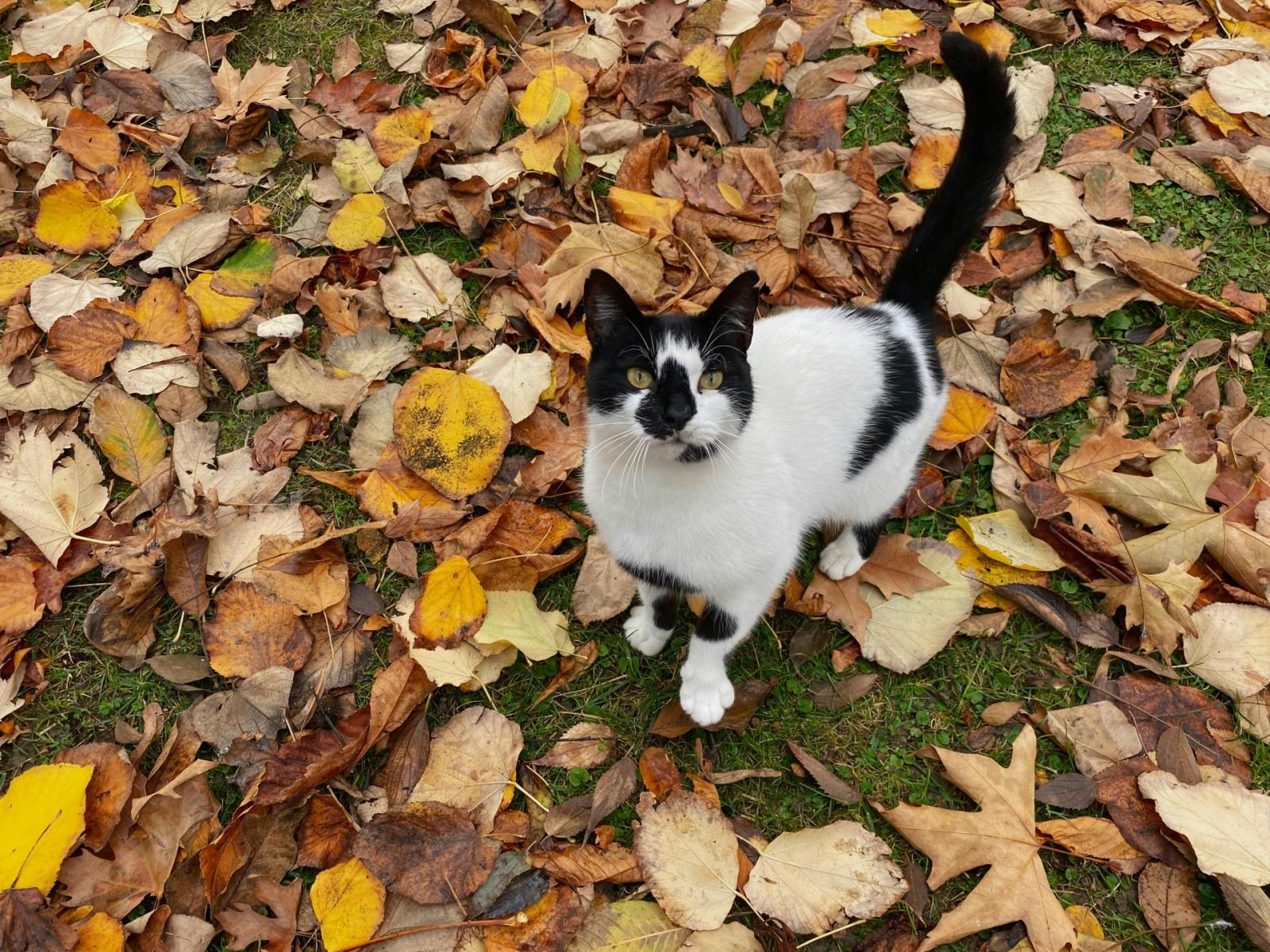 Viaggiare in treno con Micio e Fido, una guida pratica per un viaggio senza stress