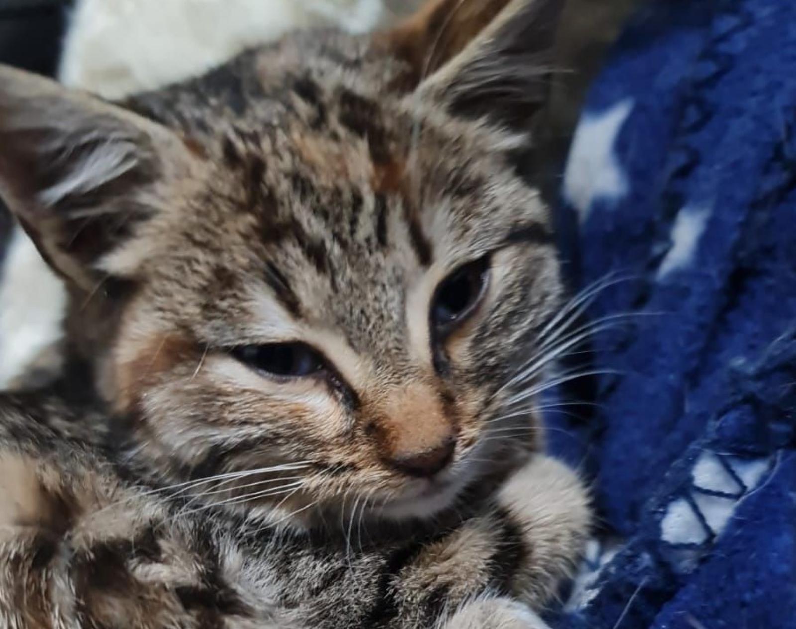 Gattina ferita e abbandonata,  parte la raccolta fondi