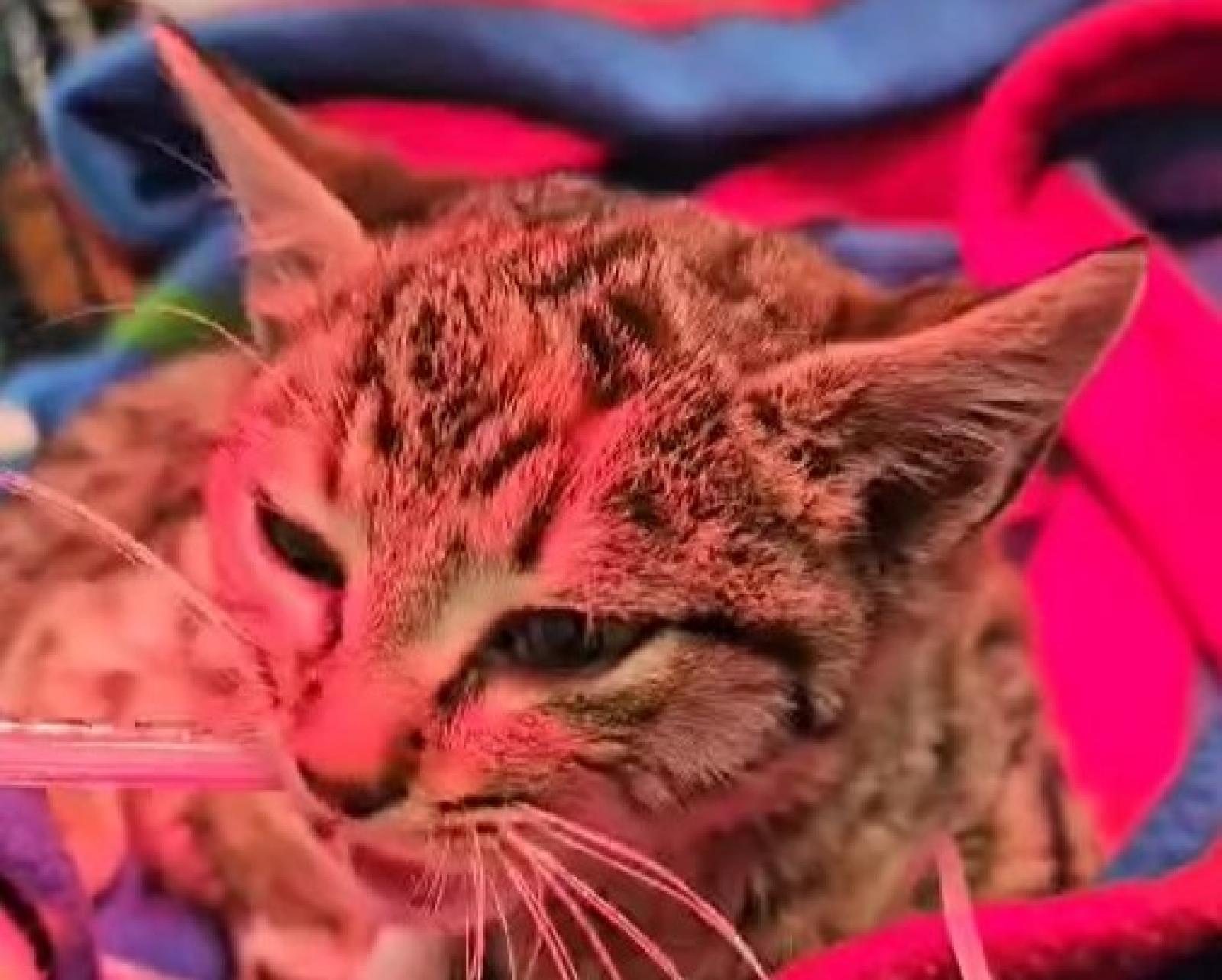 Baby micia lotta ma resta in clinica