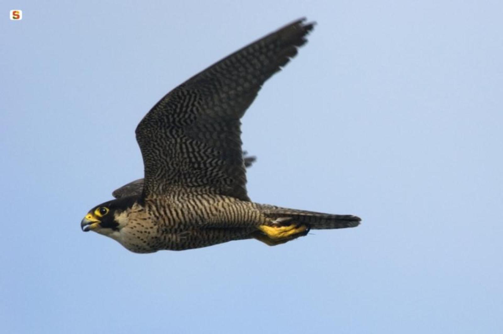 Falchi in volo: la sicurezza aeroportuale incontra la biodiversit&agrave; alla Marco Polo di Venezia