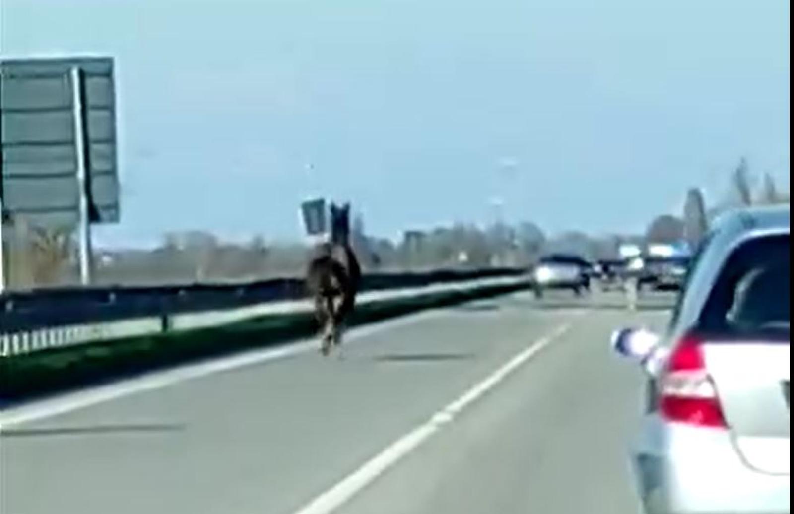 Cavallo impazzito corre per la Romea