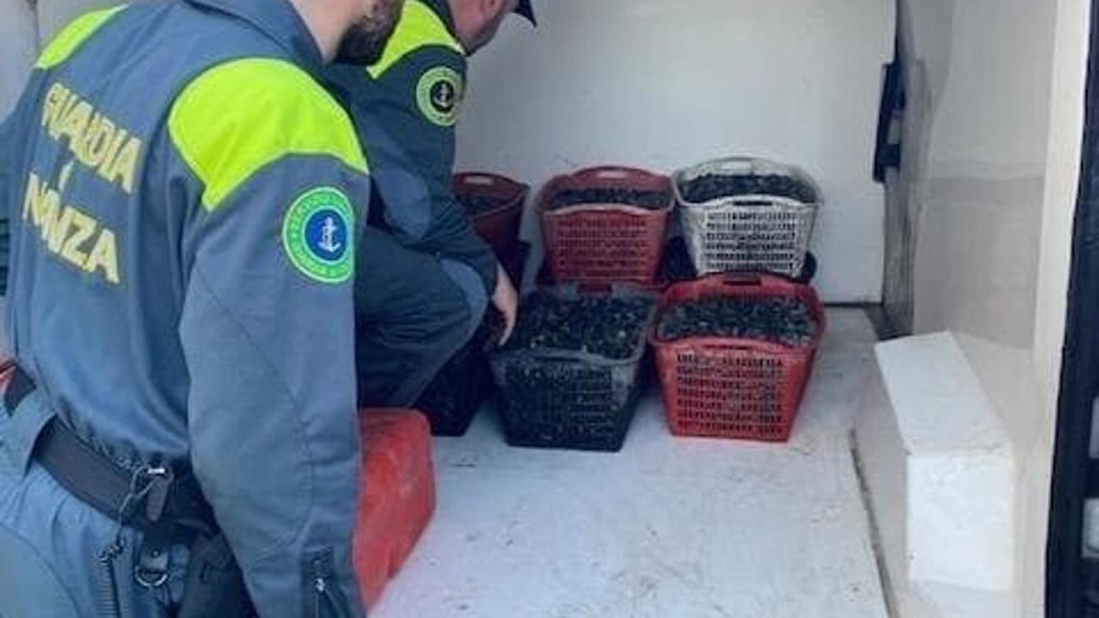 Raccolta abusiva di vongole:  sequestrati quasi 5 quintali