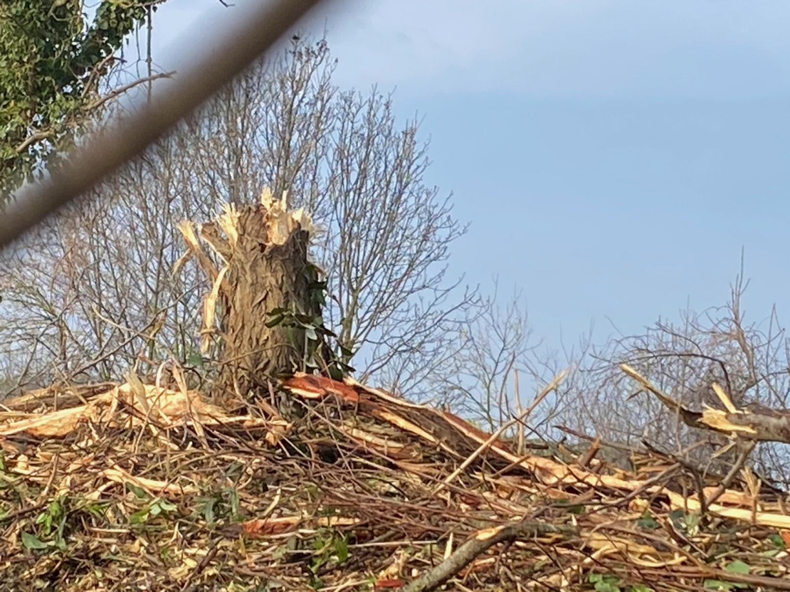 Alberi abbattuti, il comitato chiede risposte