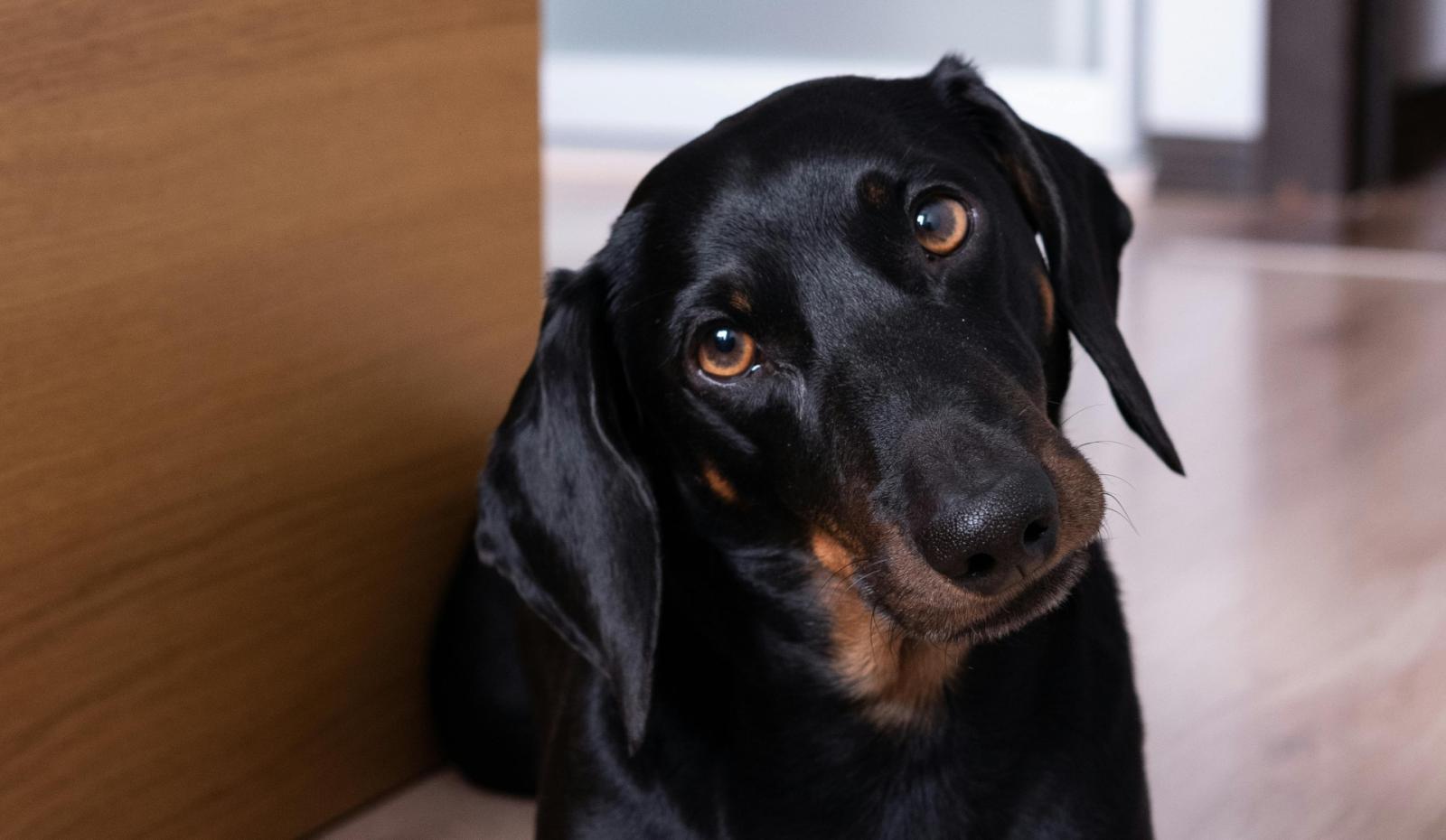 Cane in fuga: salva in extremis