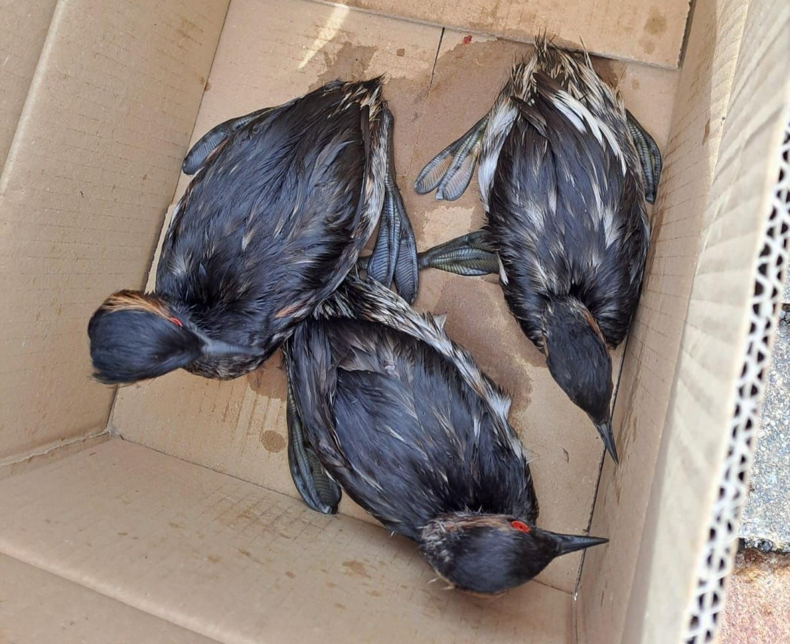 Carburante, un disastro ambientale