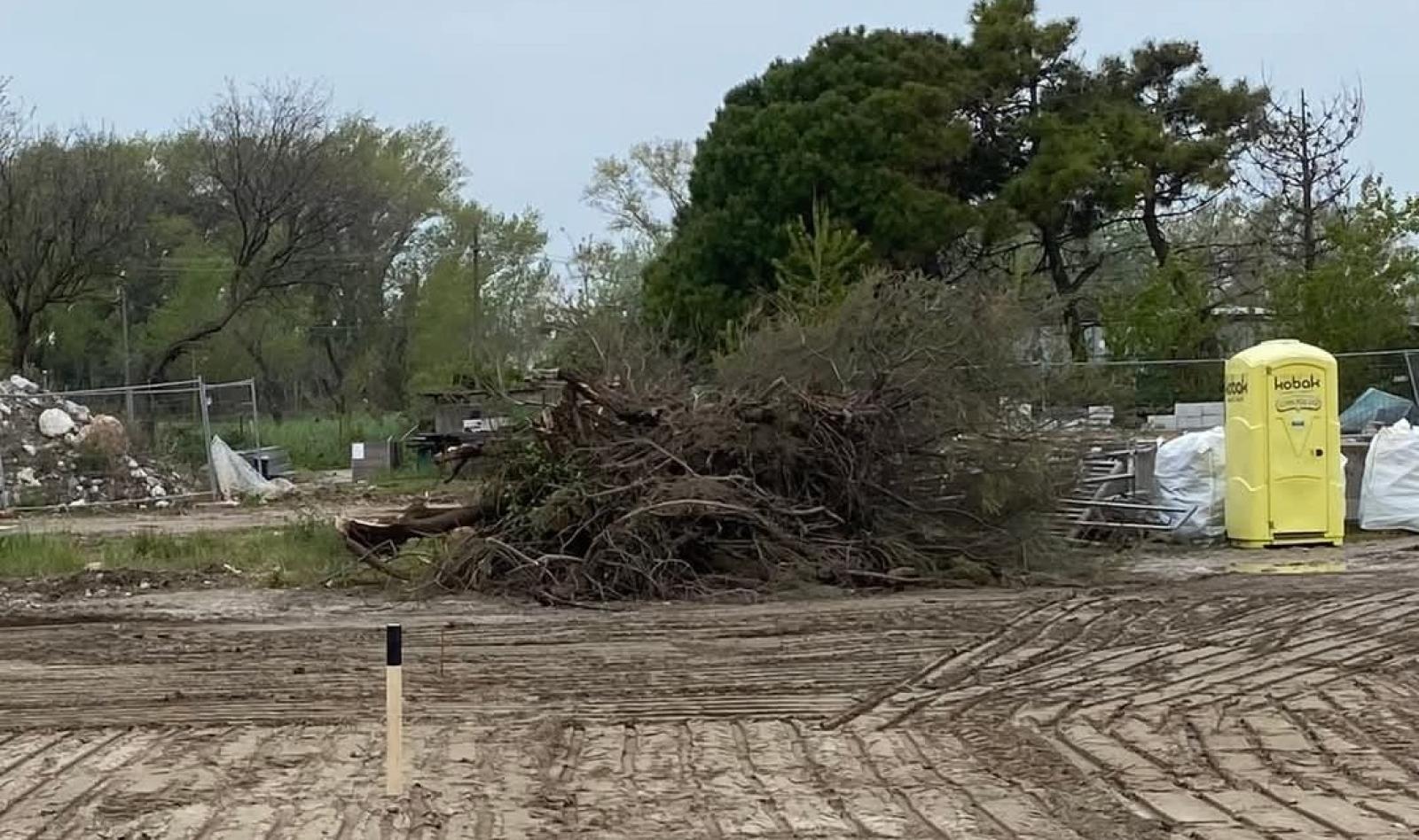 San Felice, scoppia la polemica abbattuti dei Tamerici storici