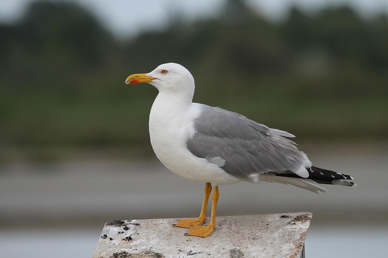 Gabbiano trovato morente, era ubriaco