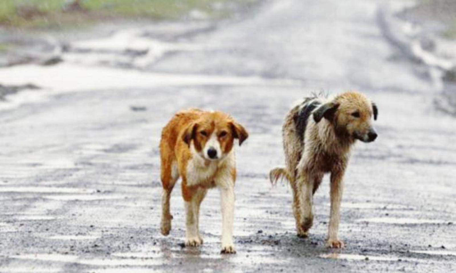 Animali: il Veneto istituisce un fondo per tutelarli e prevenire il randagismo
