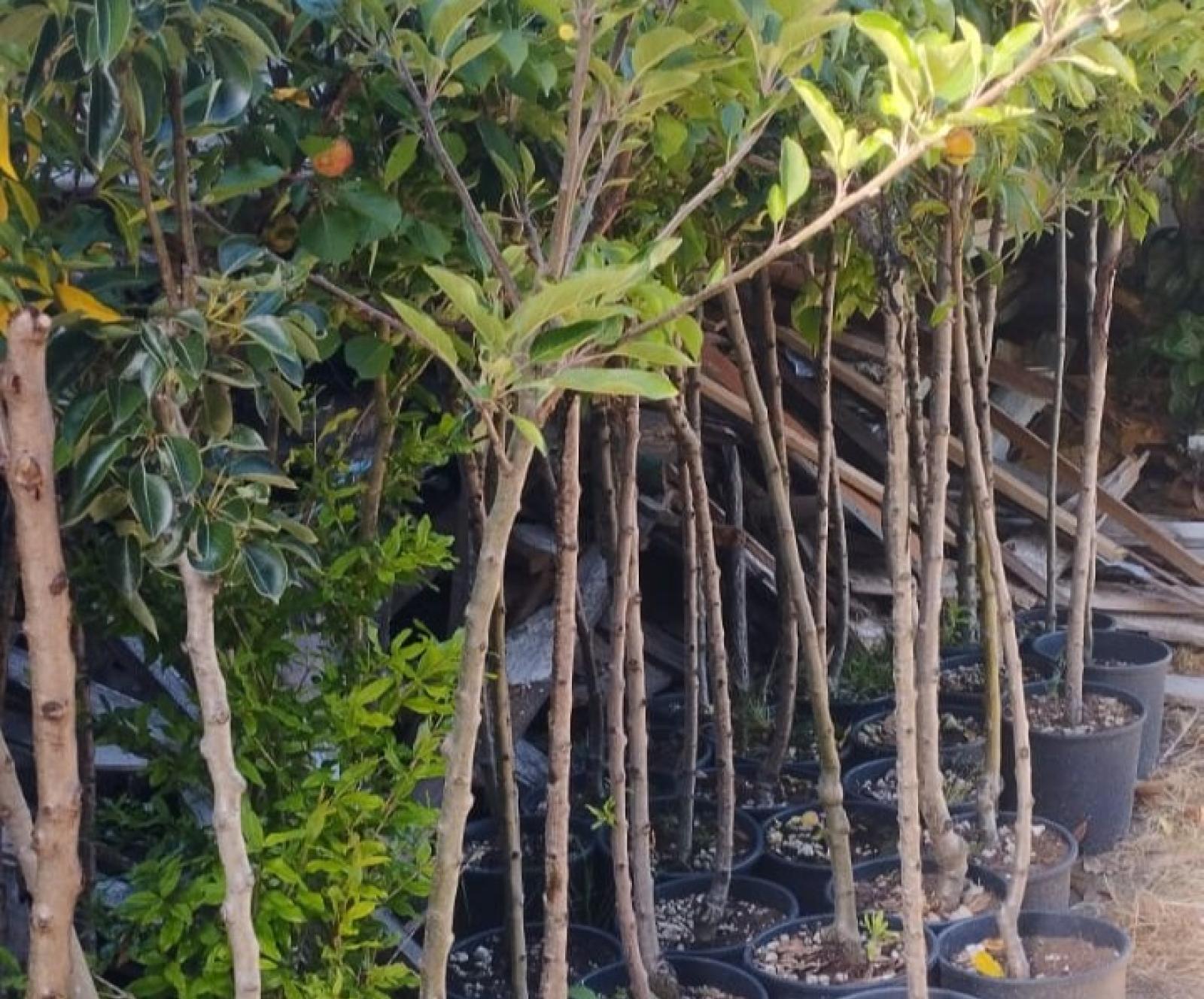 40 alberi da frutto per le scuole