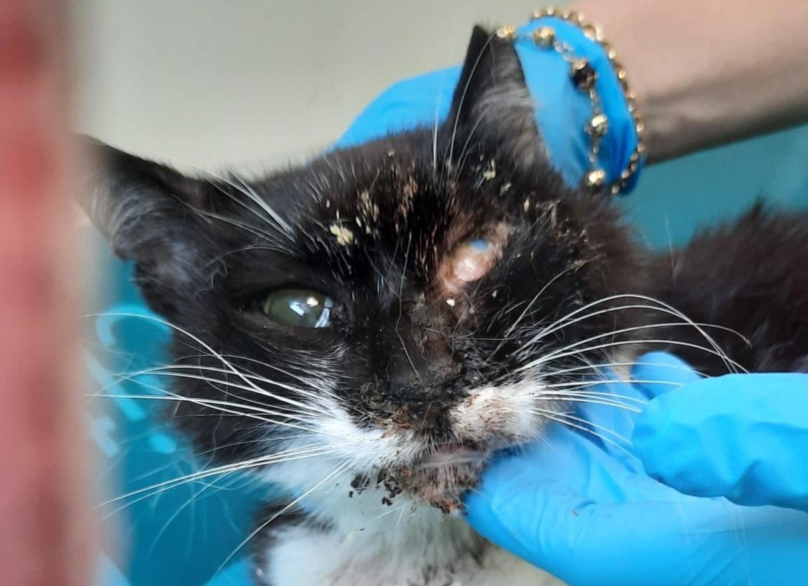 Il gattile ora serve pi&ugrave; che mai