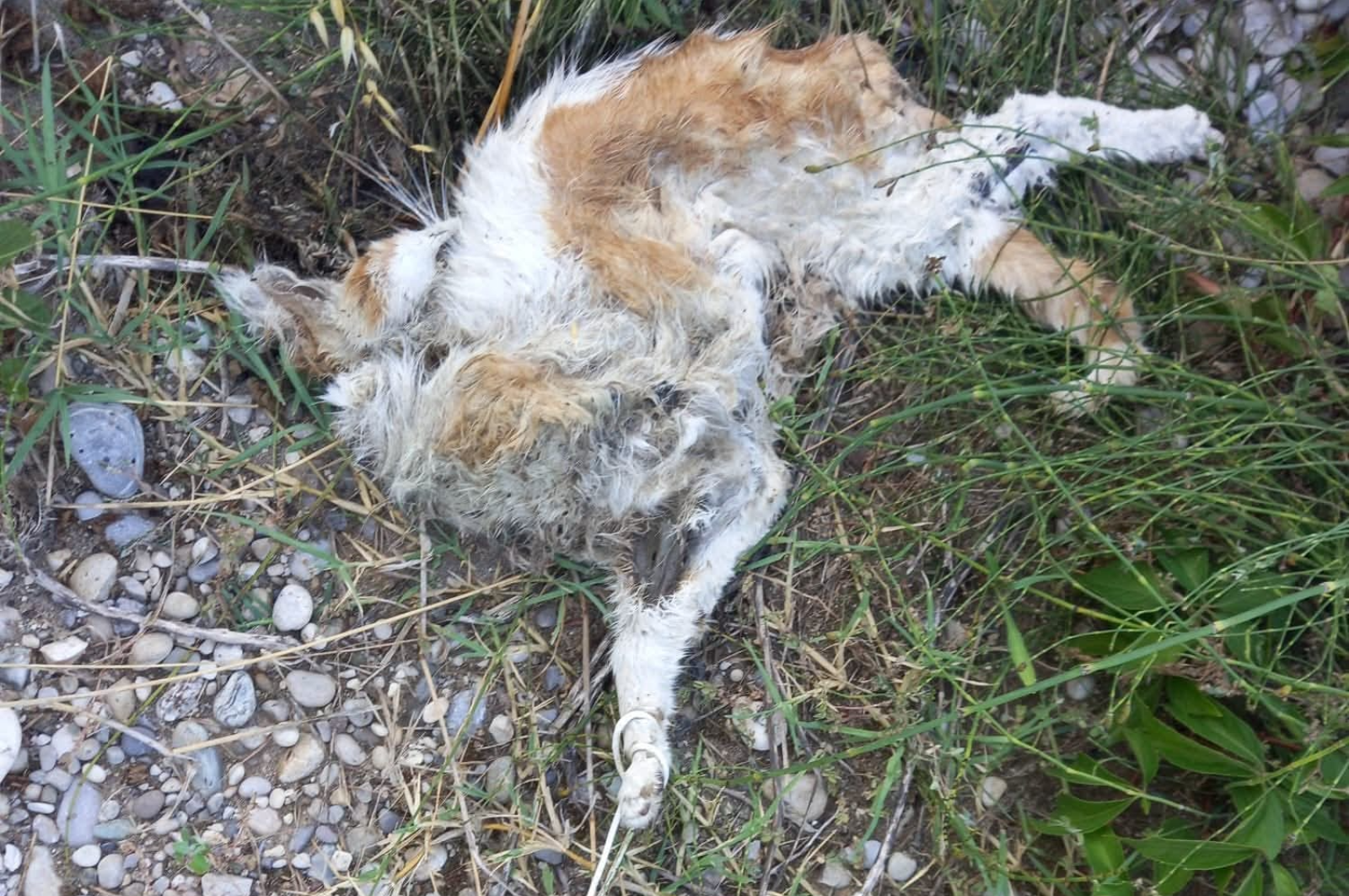Orrore a Isola Verde: gatta seviziata e uccisa,