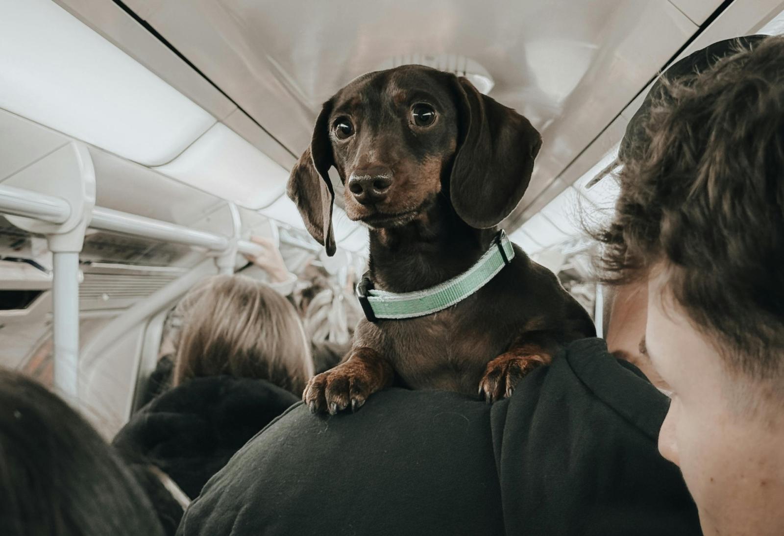 Trenitalia apre le porte ai cani