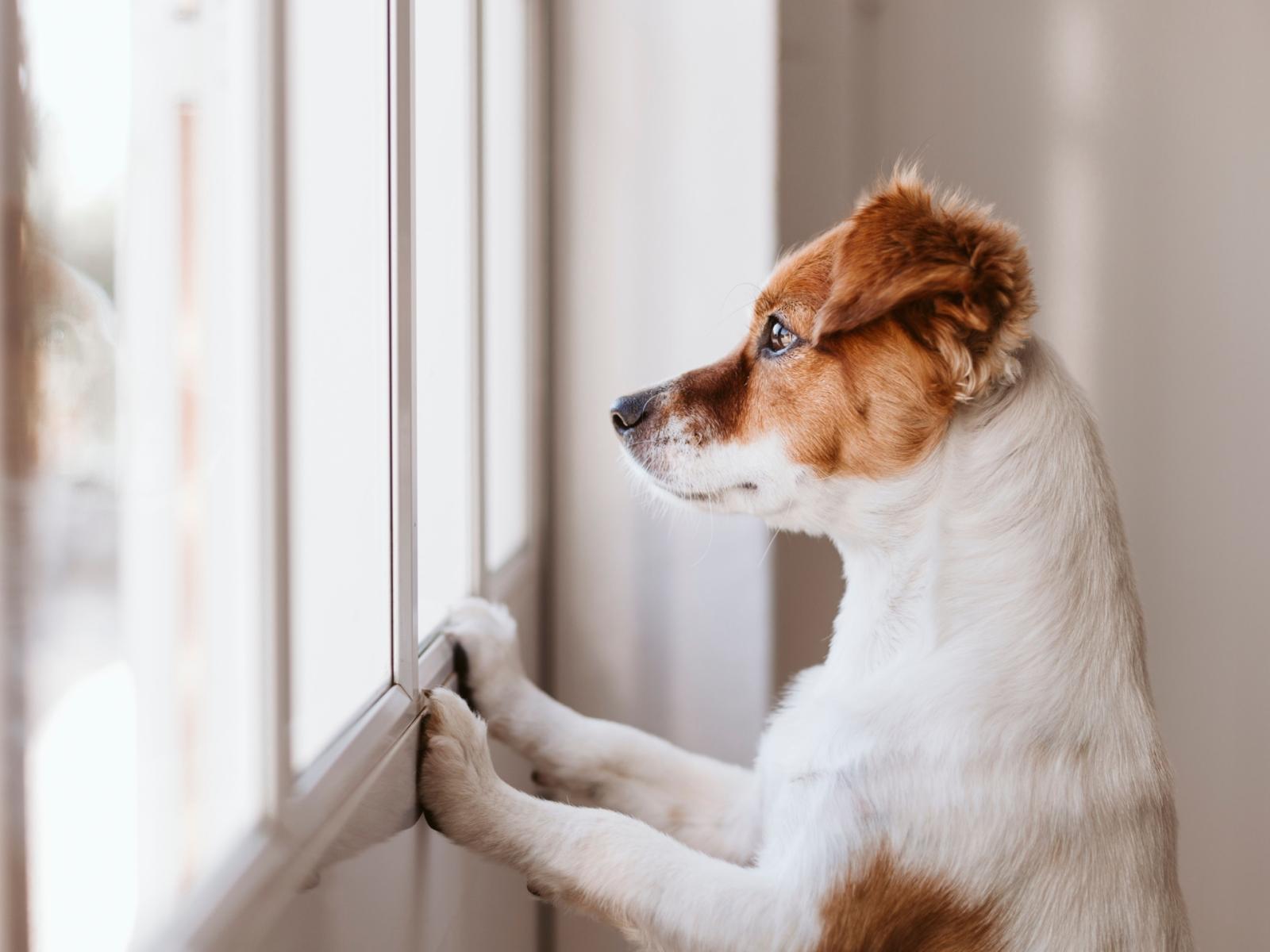 Vacanze a sei zampe: come viaggiare sereni con il cane senza stress