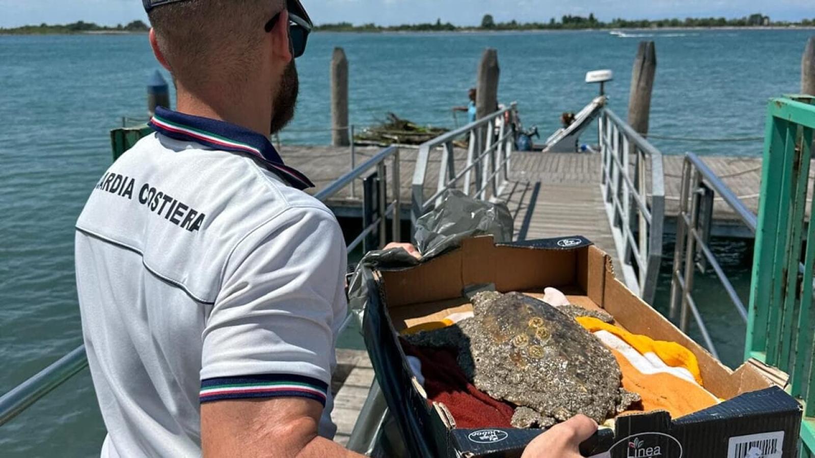 Salvataggio in mare: la tartaruga Caretta caretta torna a nuotare grazie alla sinergia tra bagnini e scienziati