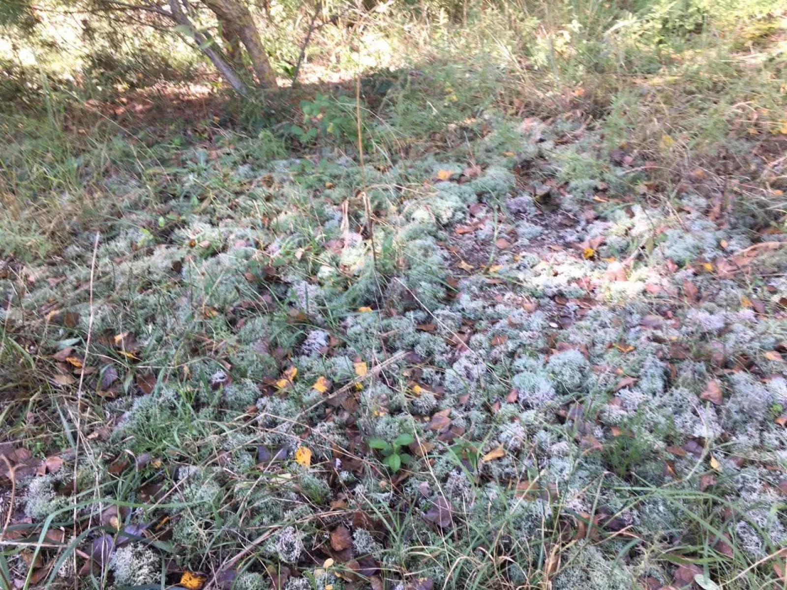 Forte, gli habitat a rischio