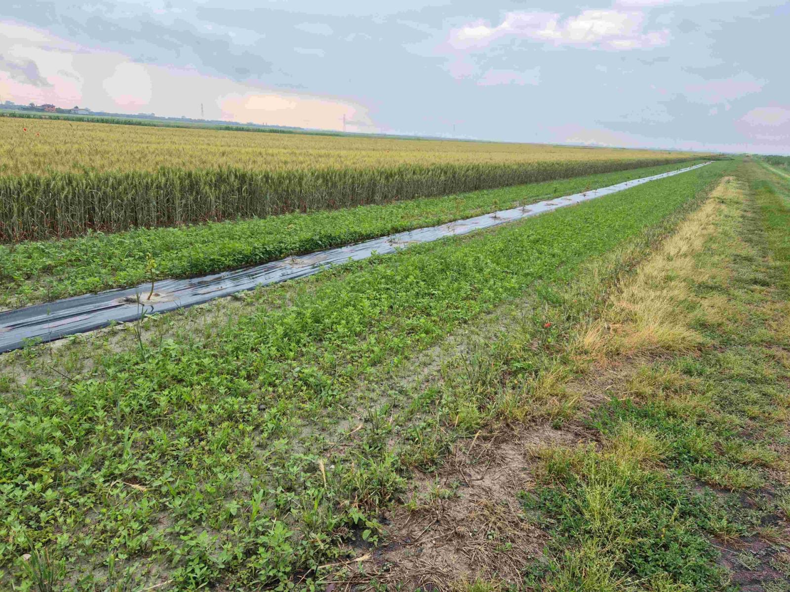 L&rsquo;agricoltura che cura il territorio