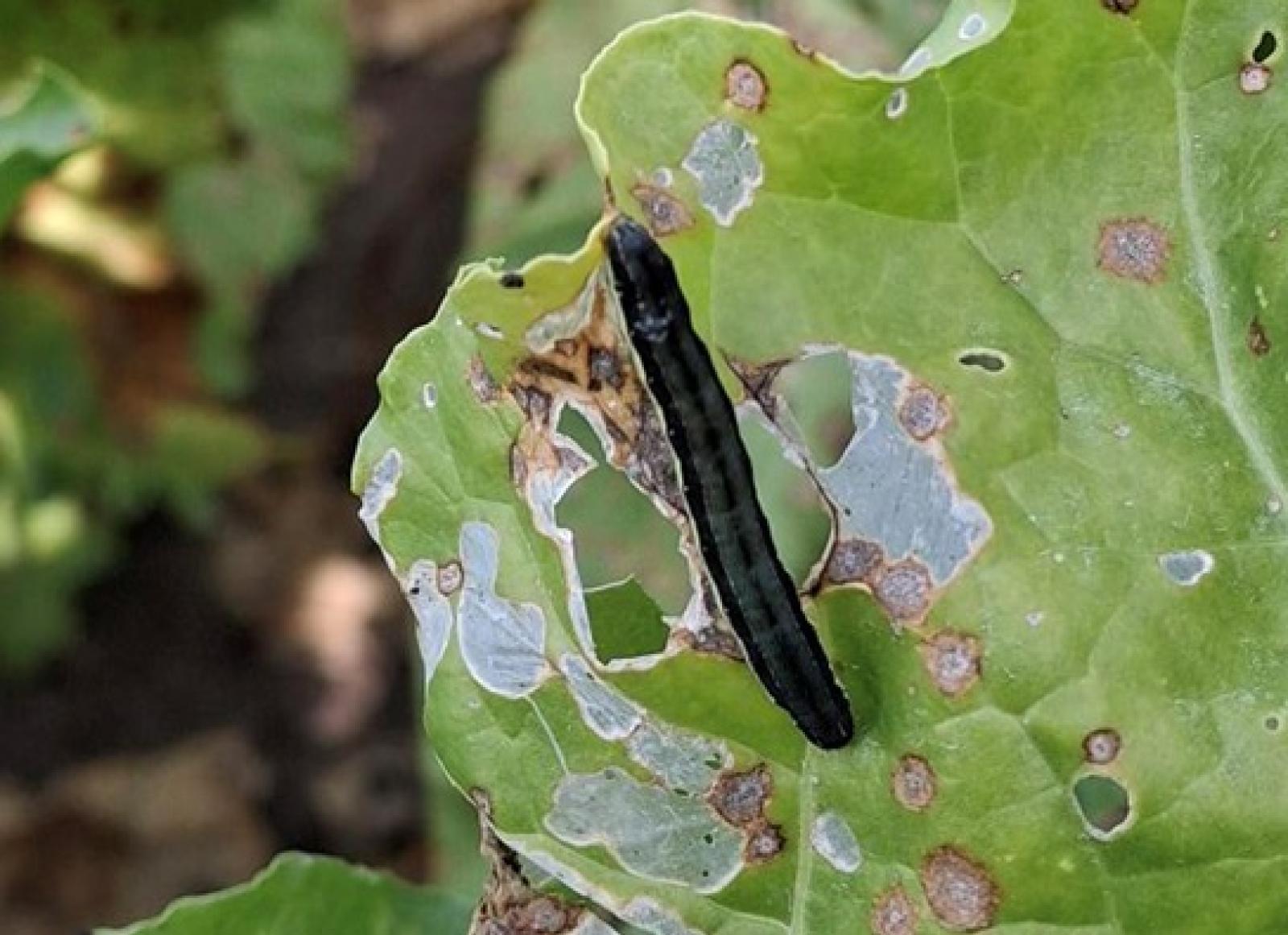 Bietola da zucchero: clima rovente e assenza di fitofarmaci mettono a rischio le coltivazioni