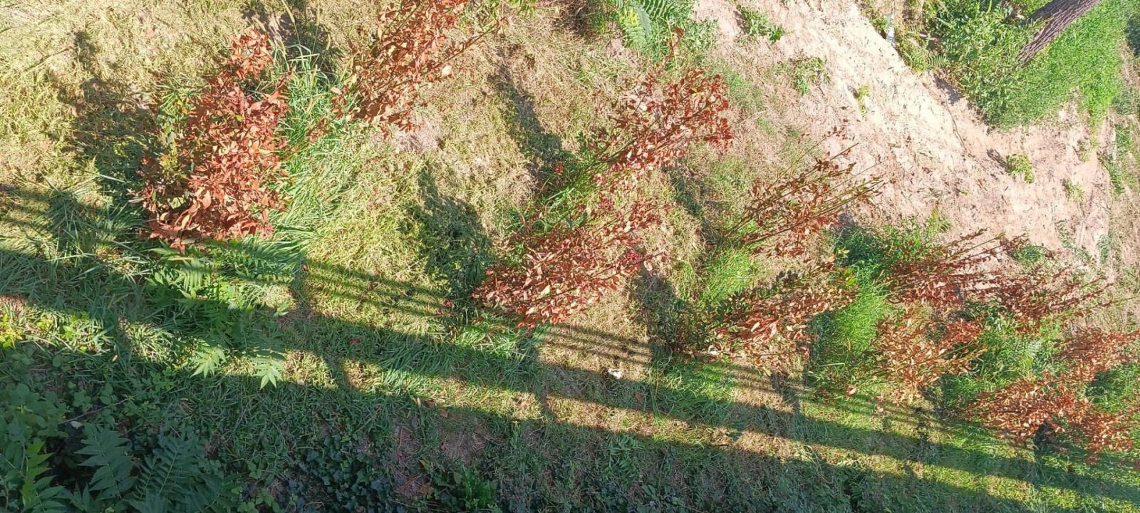 Verde in Oasi di San Felice: l&rsquo;alloro secco e morto