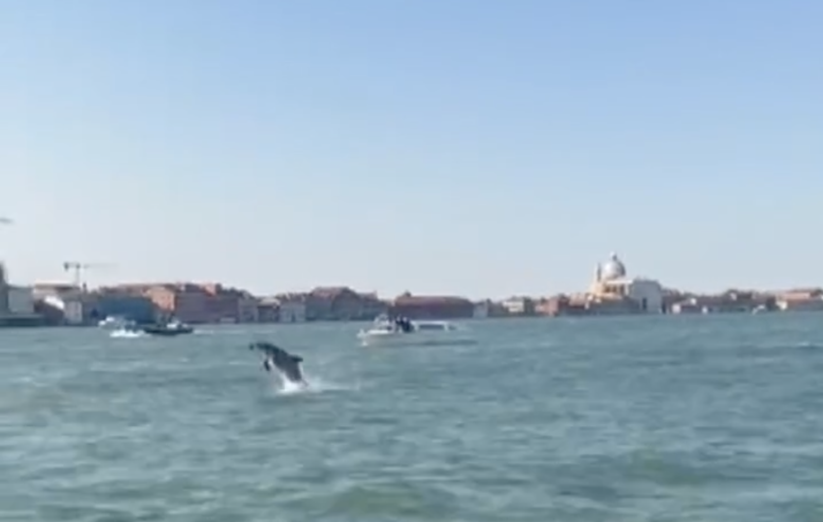 In corso il trasferimento del delfino &ldquo;Mimmo&rdquo; dal bacino di San Marco alla Laguna Nord
