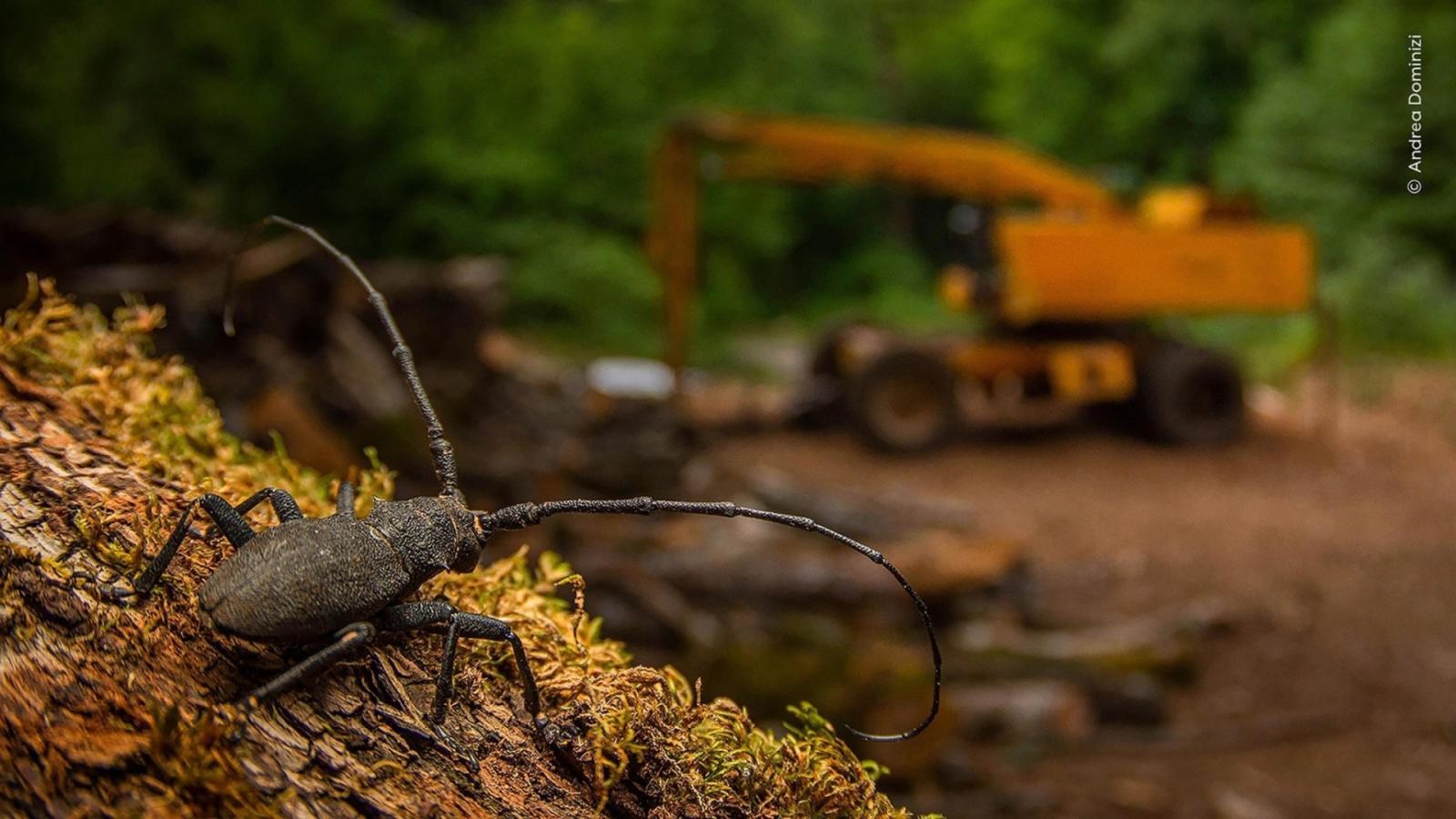 Wildlife Photographer of the Year, tra i vincitori anche un giovane italiano