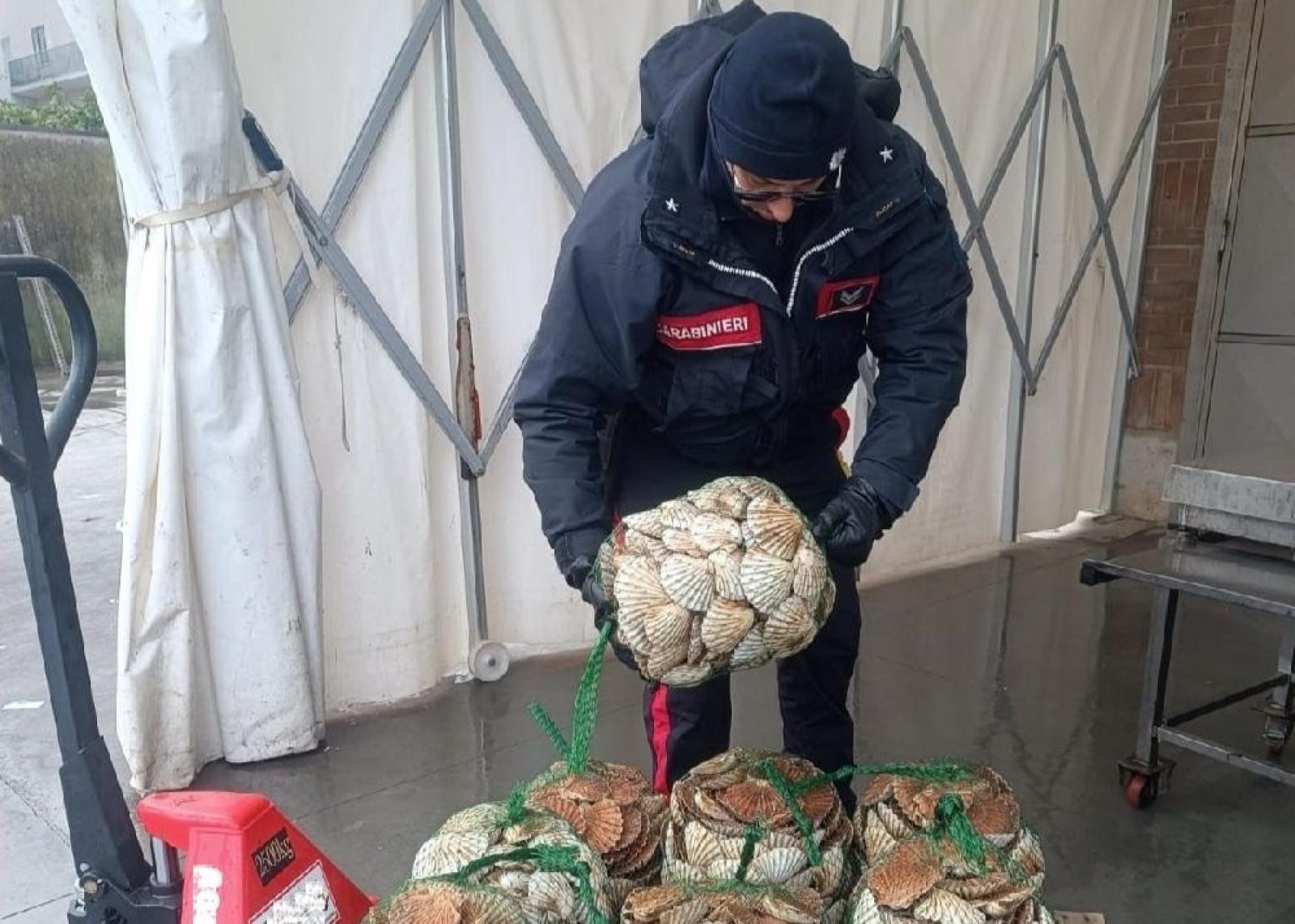 Capesante illegali, scatta il sequestro