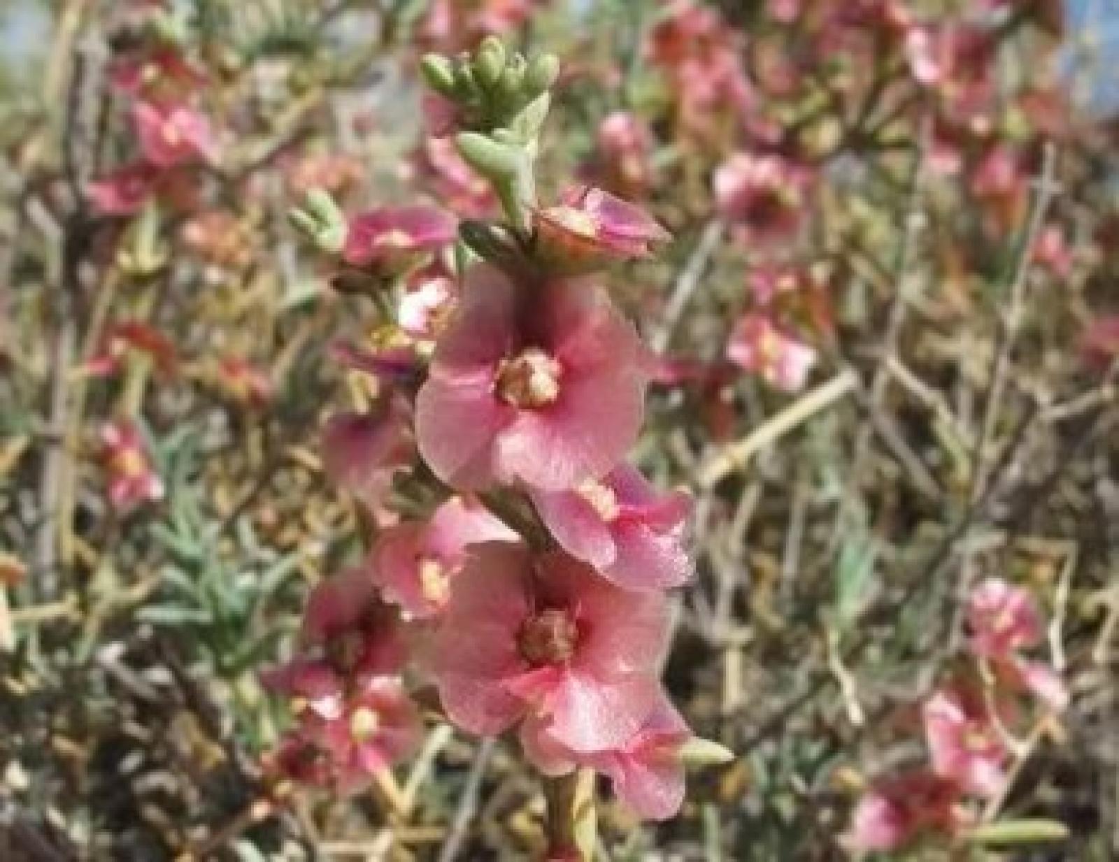 Ecco le piante che combattono il sale