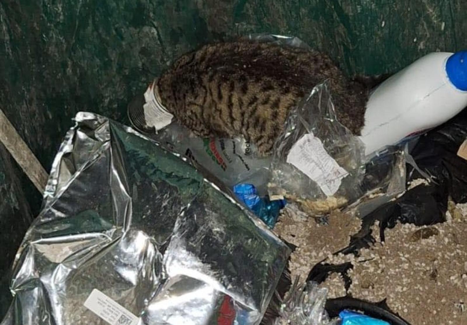 Si incastra in una lattina: micio salvato dai pompieri