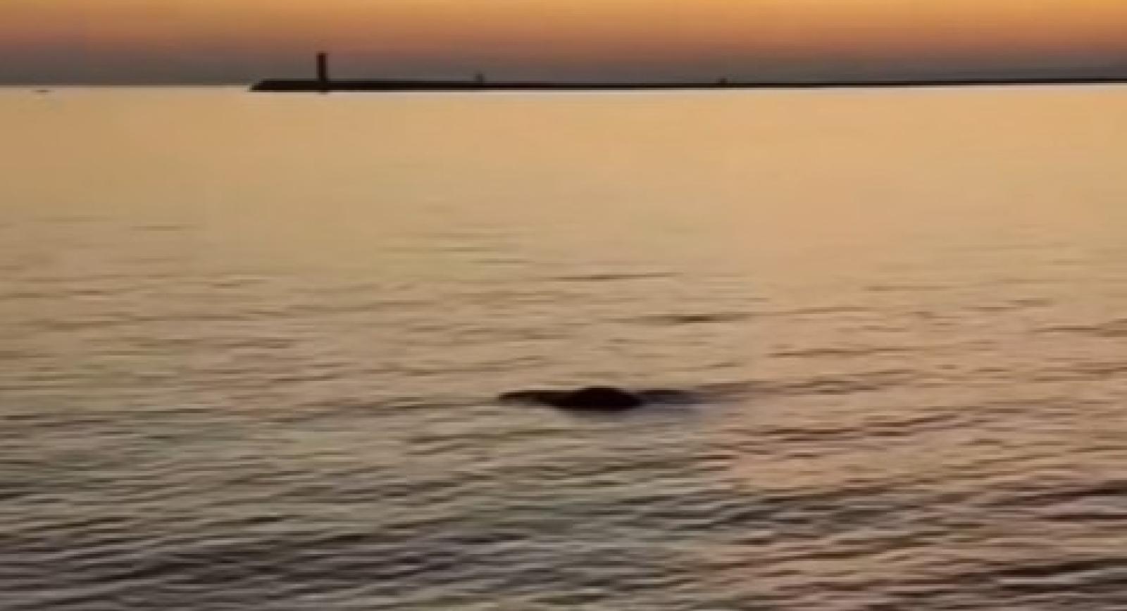 Dopo il delfino Nane, arriva la foca