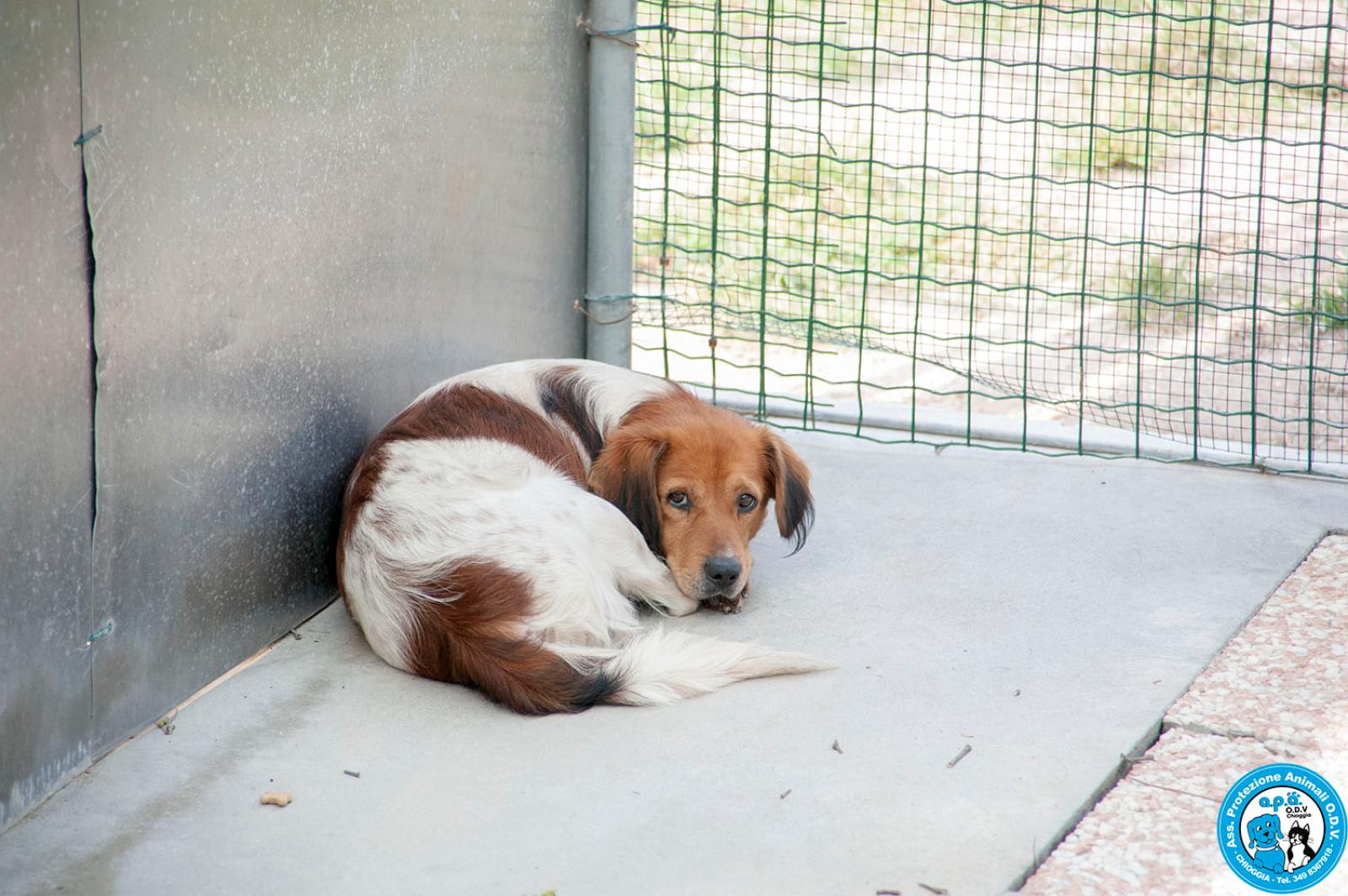 Un regalo di Natale che scalda il cuore&hellip; e salva una vita.
