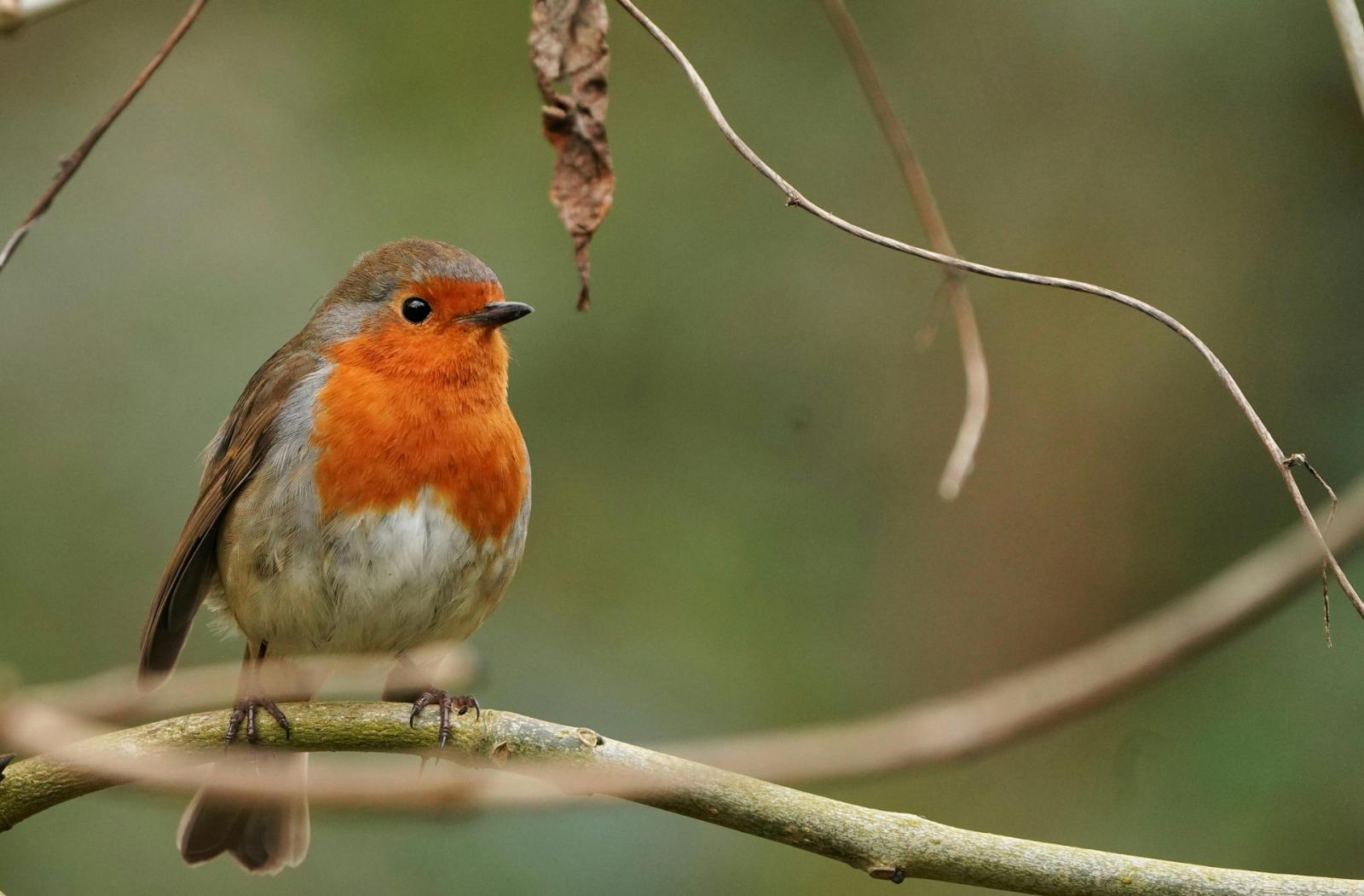 Capodanno e botti, l&rsquo;allarme della Lipu: &ldquo;Gravi conseguenze per la fauna selvatica&rdquo;