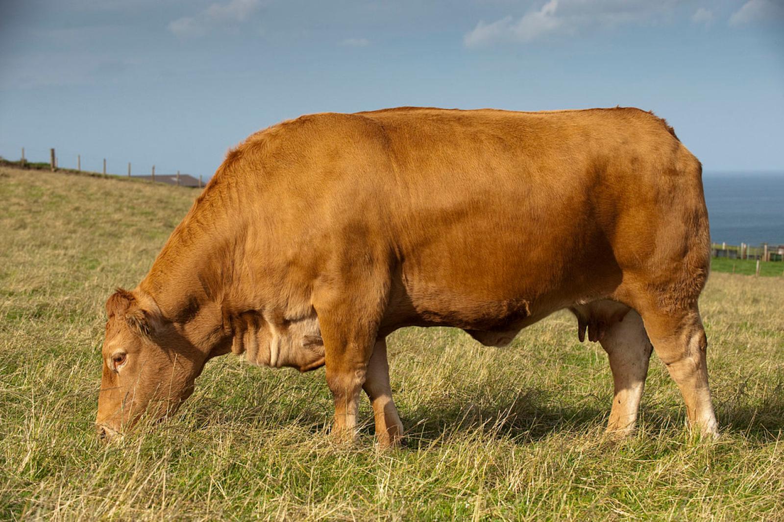 Fuga del toro a Mira: l'animale rintracciato e abbattuto