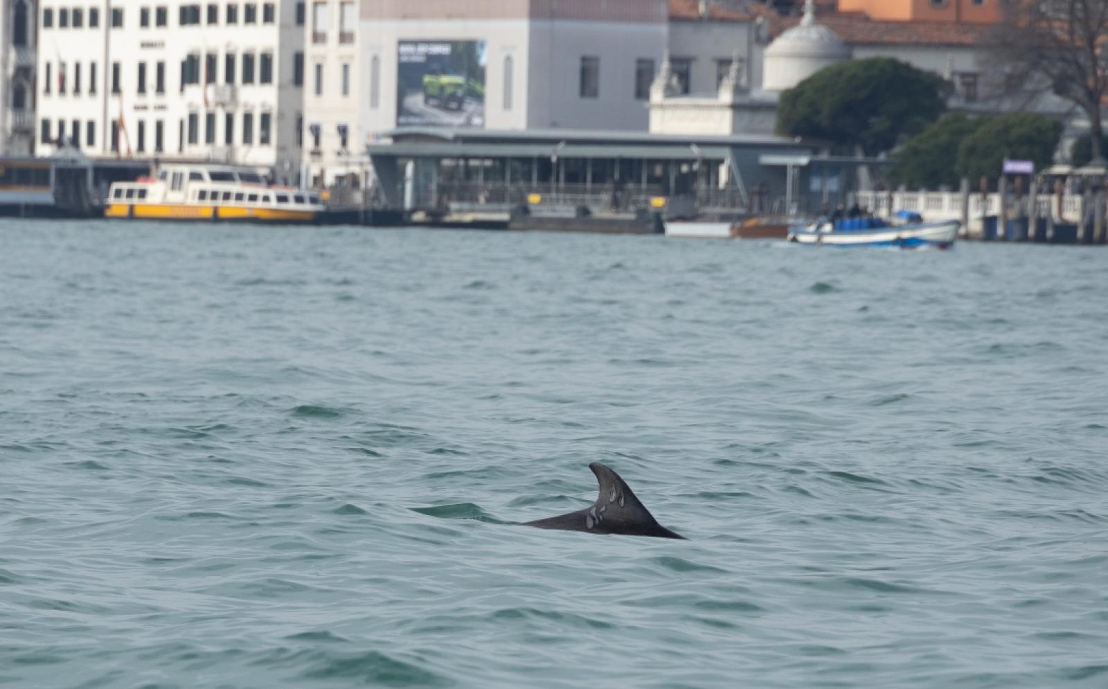 Delfino nel Bacino di San Marco, al via il monitoraggio scientifico