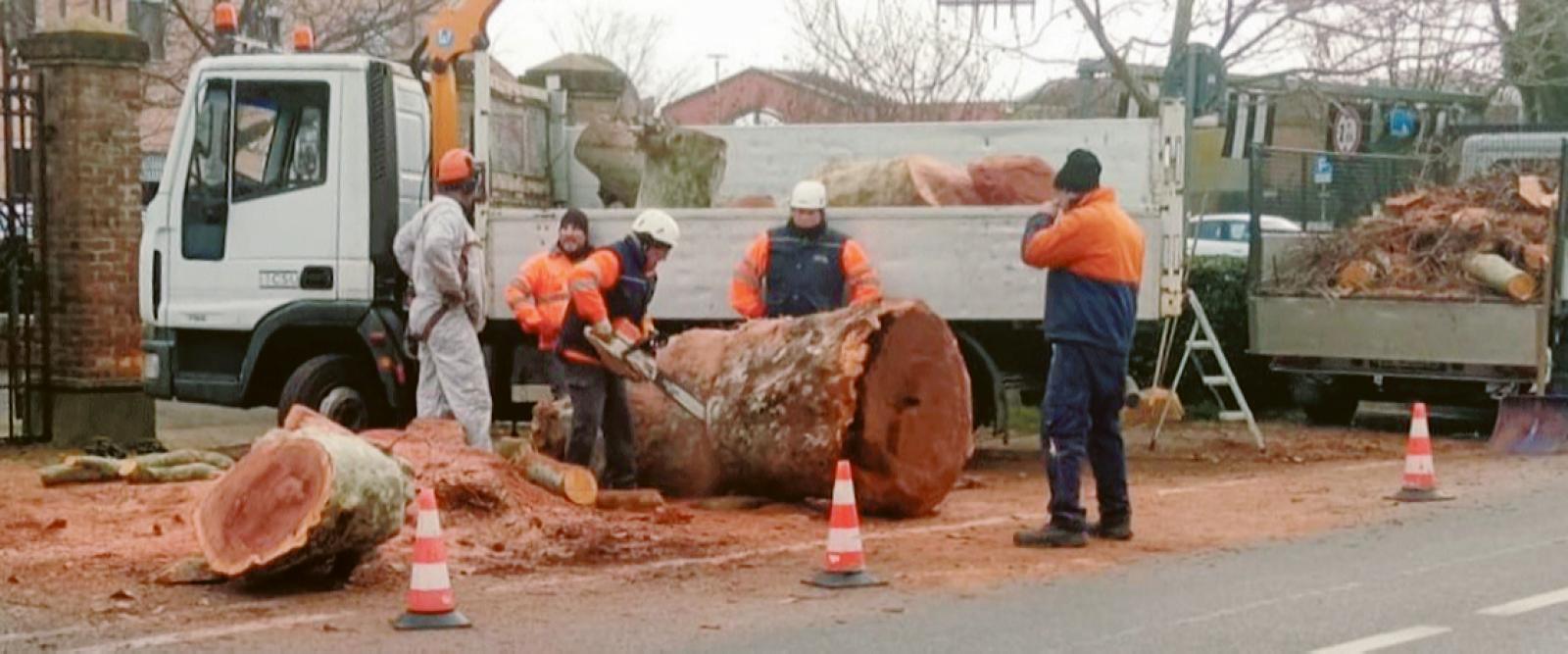 Verde urbano, Amico Giardiniere convoca i cittadini: &ldquo;Stop allo scempio di via Zeno&rdquo;