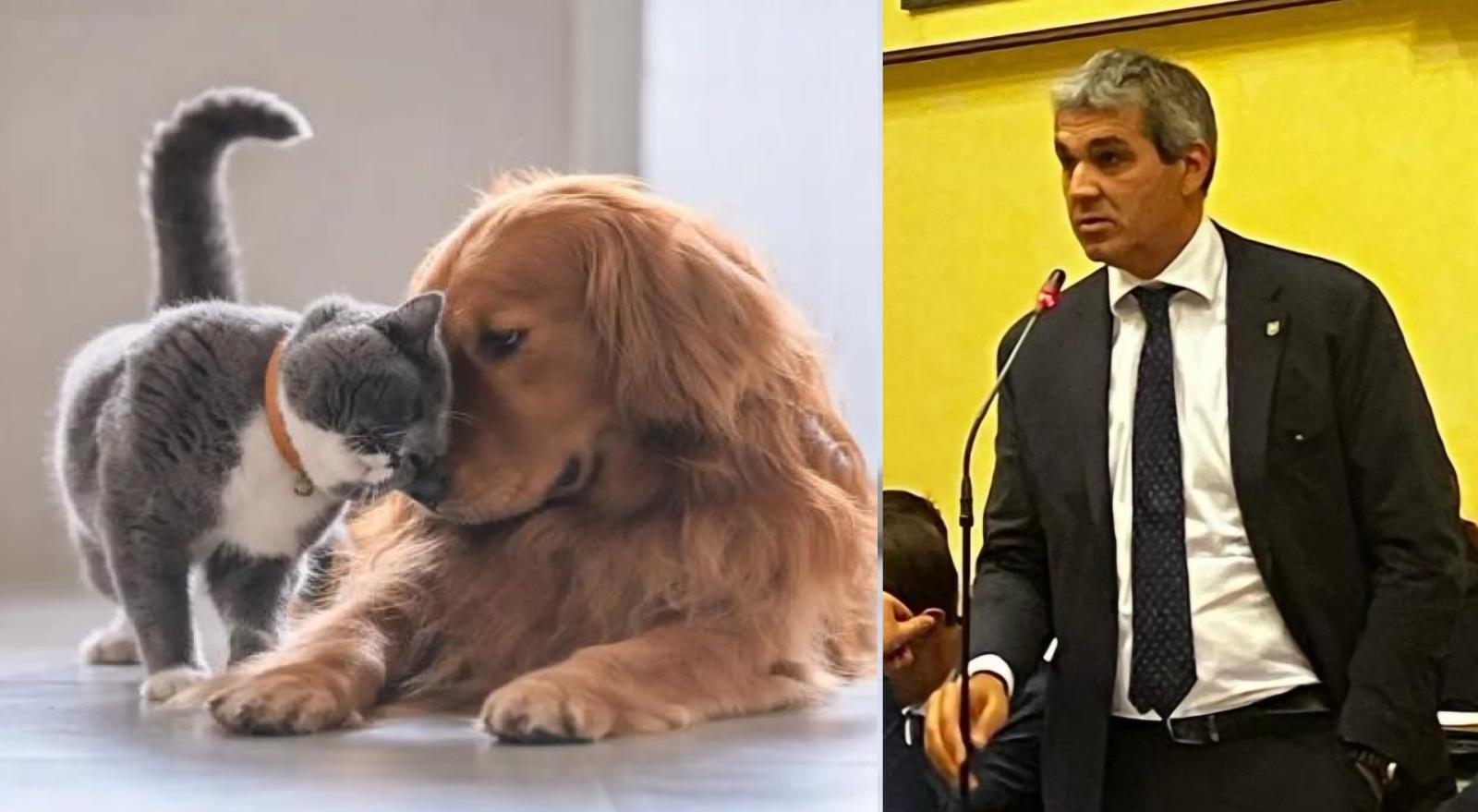 Pensioni per cani e gatti: nuove regole