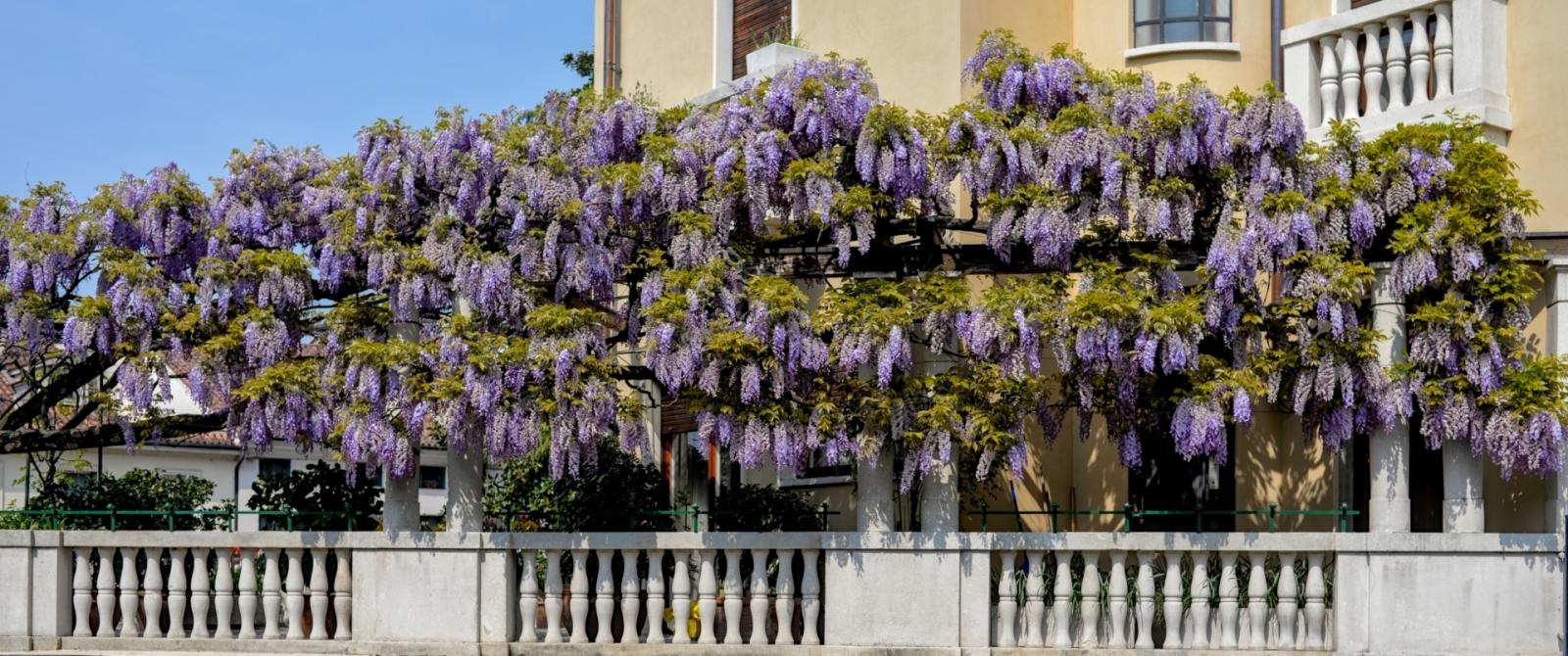 Quando il balcone diventa rifugio per la fauna selvatica