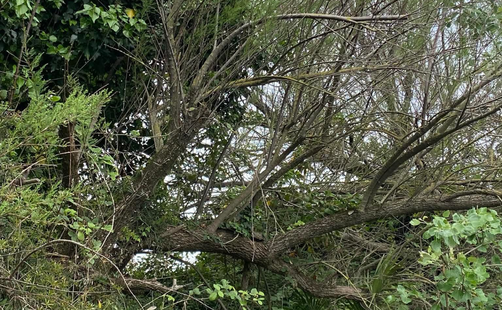 &ldquo;Proteggiamo la storica duna&rdquo;