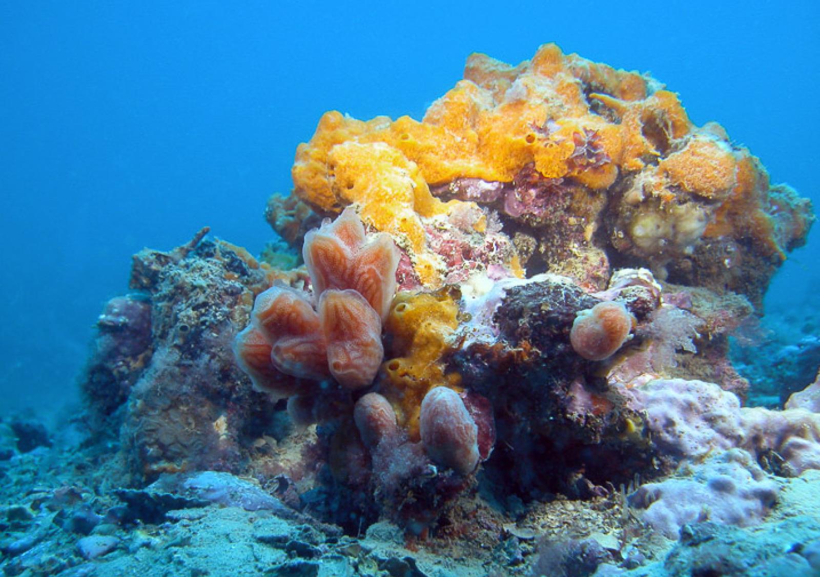 La giunta Armelao punta tutto sulle Tegn&ugrave;e