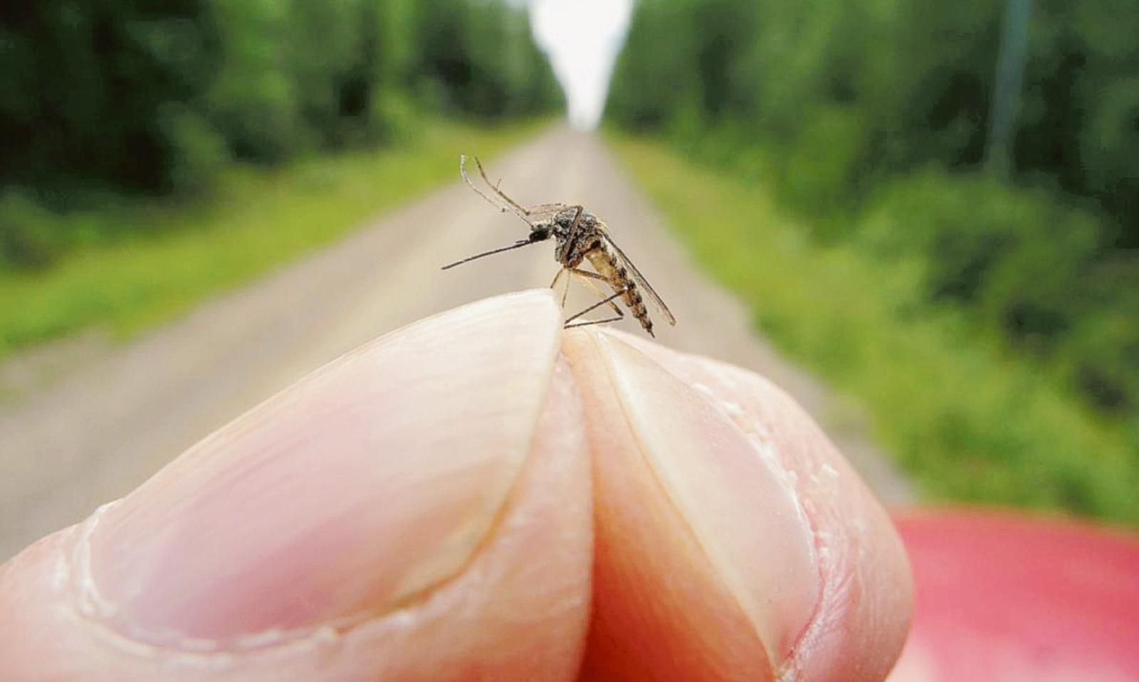 Zanzare e sfalci del verde: sollecitata la manutenzione
