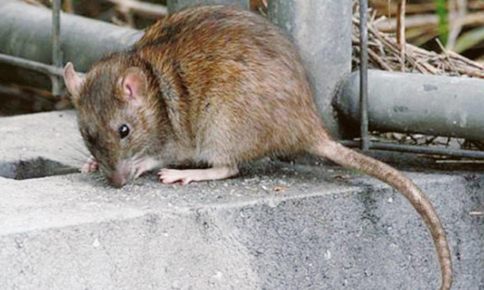 Topi e serpenti nelle case 