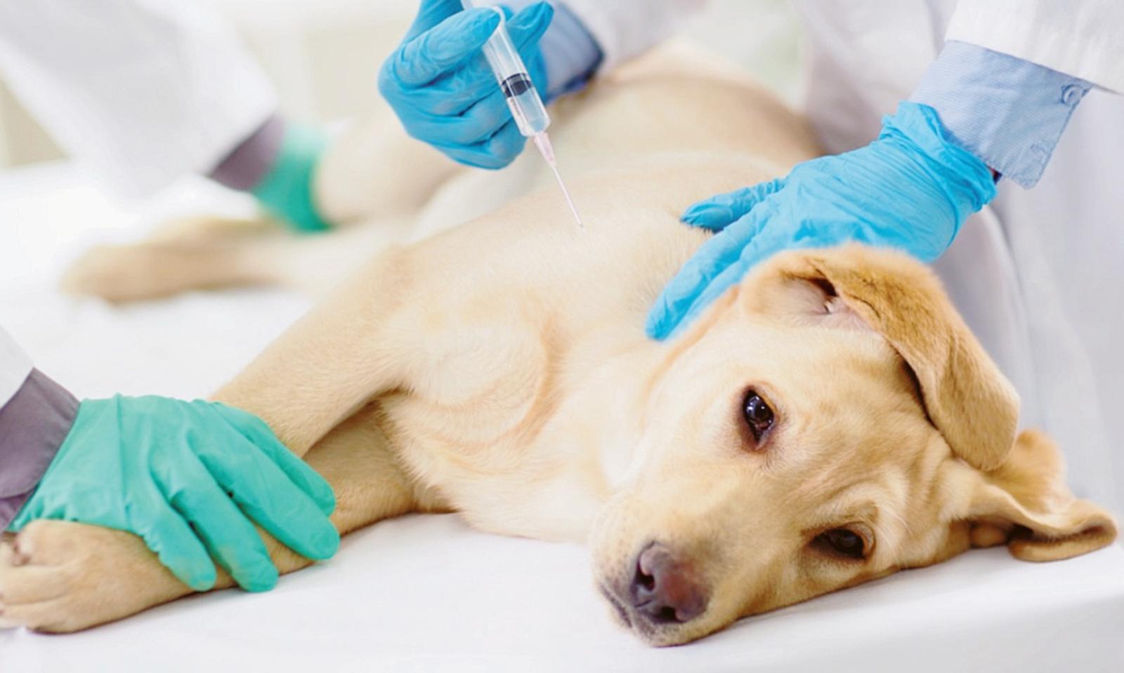 Cani mangiano droga e vanno in overdose, &egrave; allarme nel veneziano