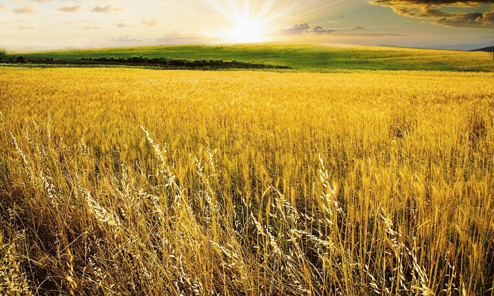 Welfare sicurezza e futuro dell&rsquo;agricoltura 