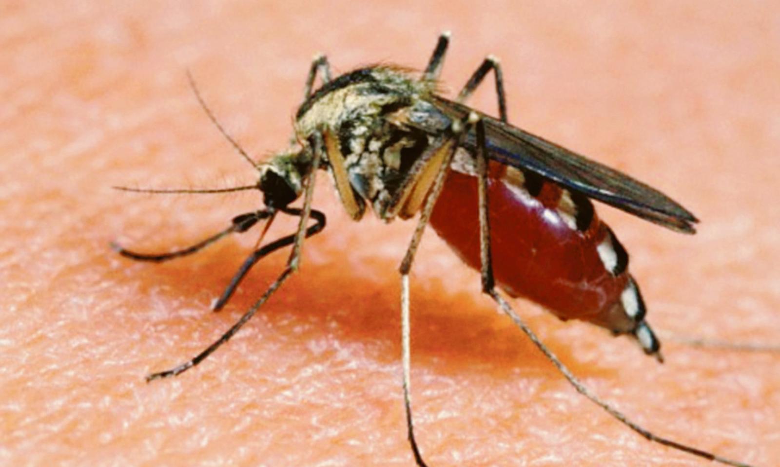 West Nile: confermata la presenza