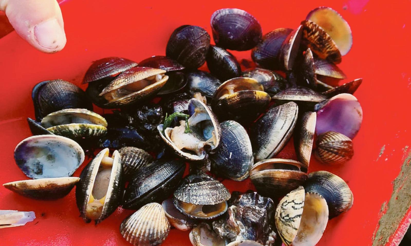 Moria vongole, 300 famiglie in crisi