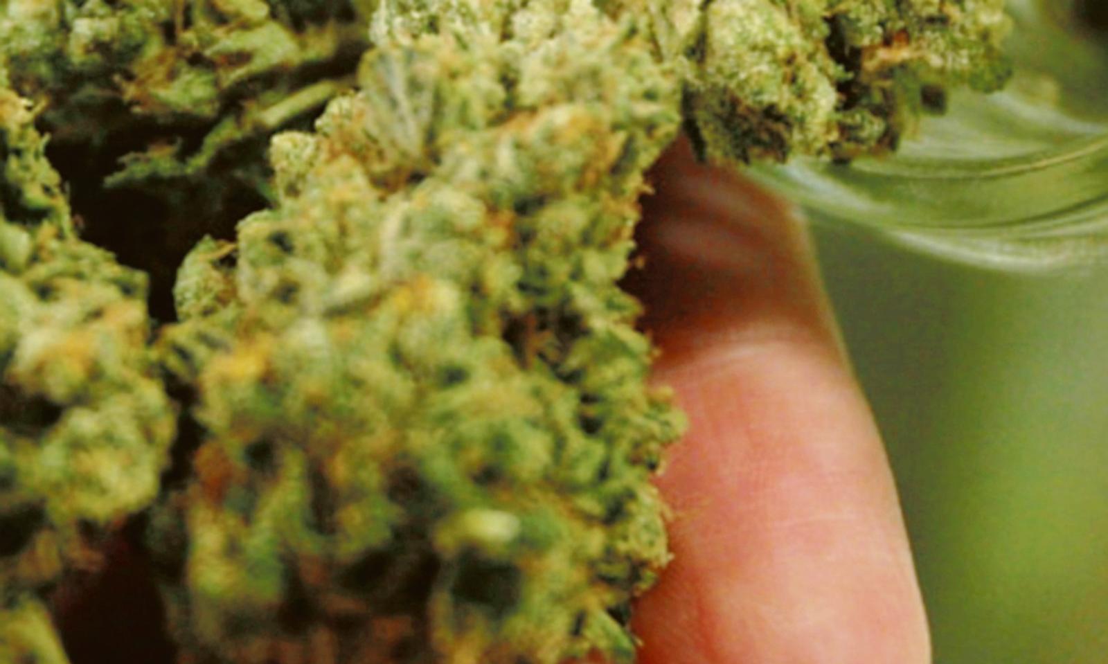 Coltivava marijuana per le cure della compagna: arrestato