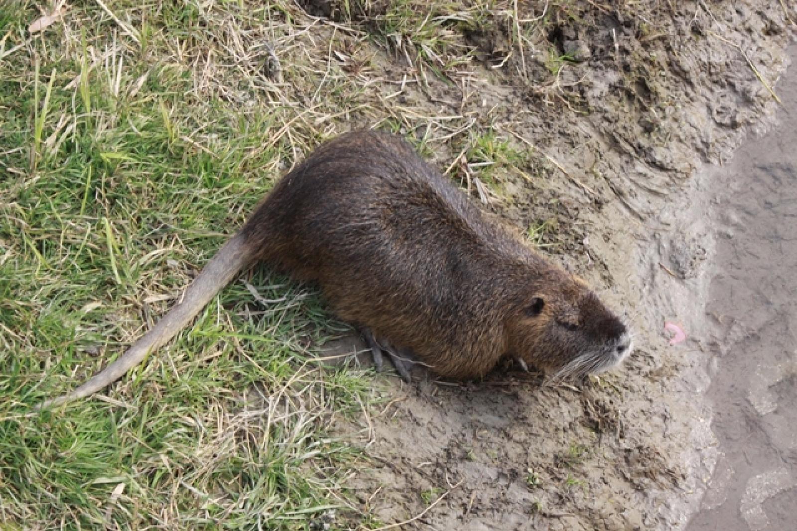Nutrie, al via controlli e catture