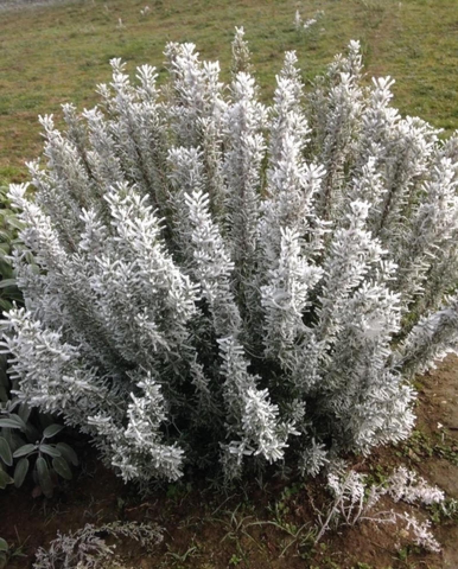 Partono i giorni della merla: ecco perch&eacute; si chiamano cos&igrave;