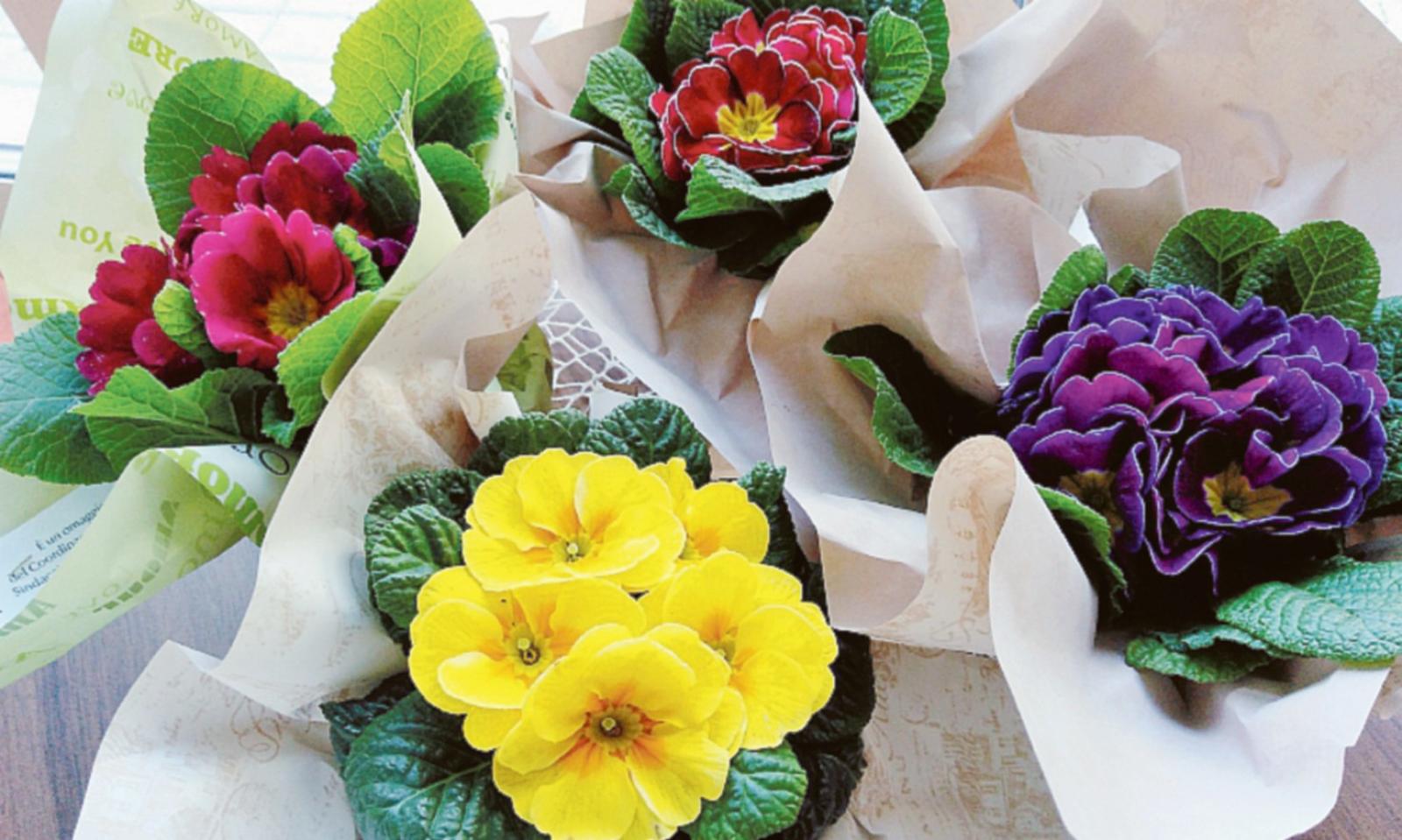 Corso del Popolo invaso dai fiori